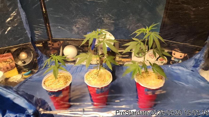 TKO x Heady OG BX1 – JLG | MDF. Week 2