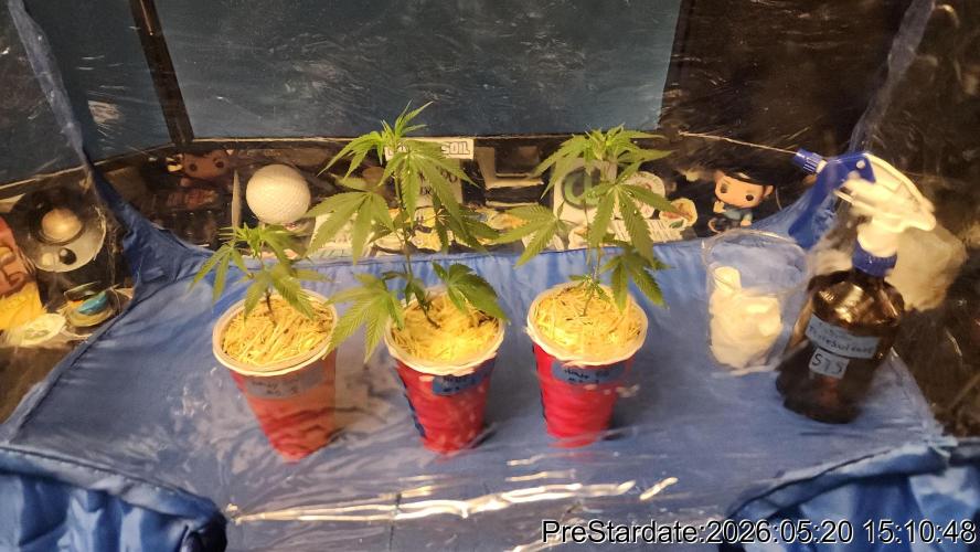 TKO x Heady OG BX1 – JLG | MDF. Week 2