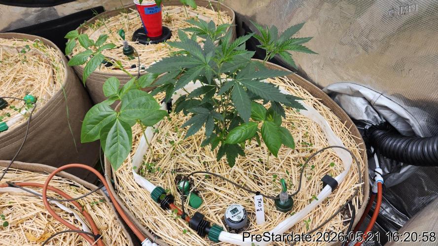 TKO x Heady OG BX1 – JLG | MDF. Week 2