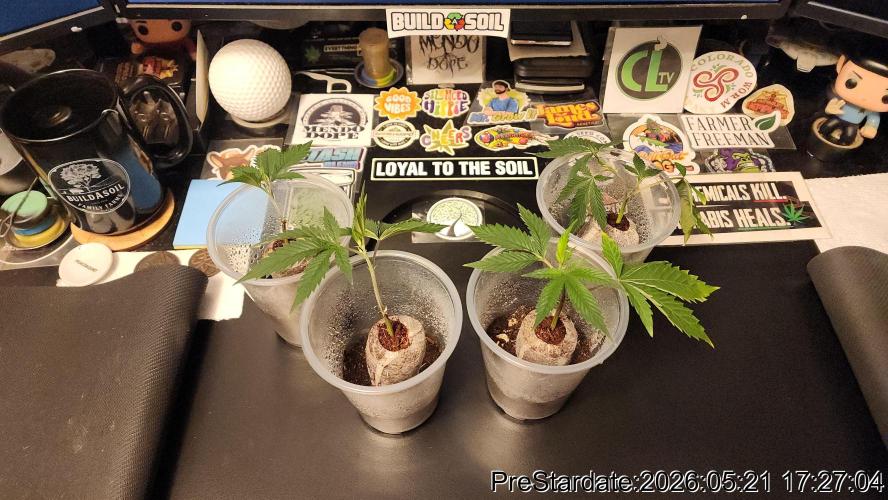 TKO x Heady OG BX1 – JLG | MDF. Week 2