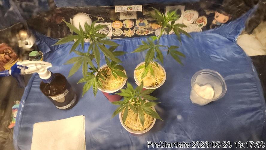 TKO x Heady OG BX1 – JLG | MDF. Week 2