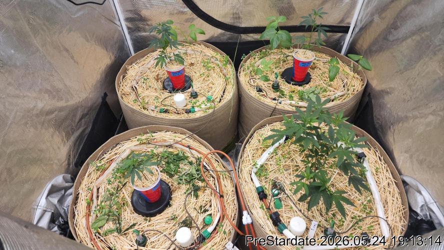 TKO x Heady OG BX1 – JLG | MDF. Week 2