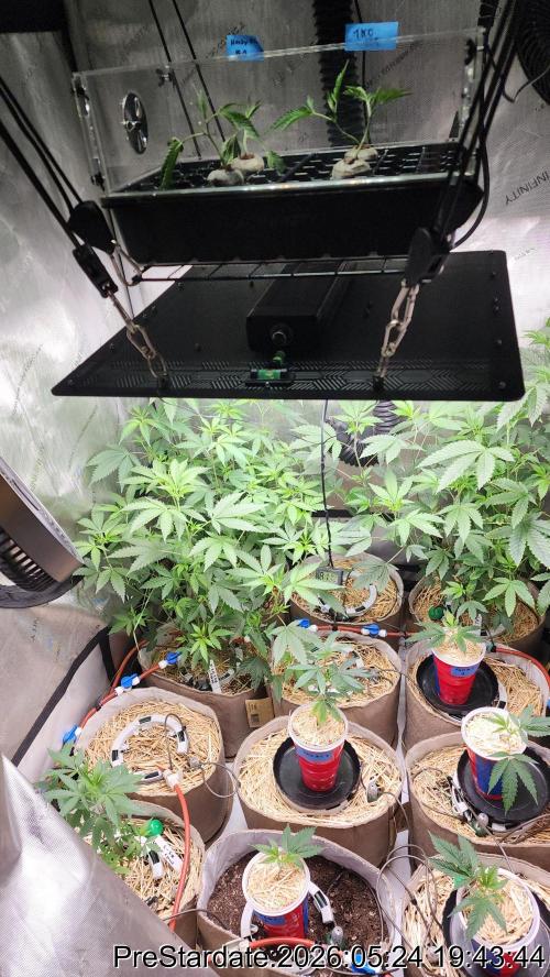 TKO x Heady OG BX1 – JLG | MDF. Week 2