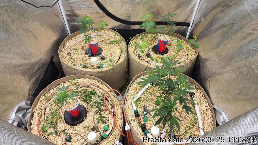 TKO x Heady OG BX1 – JLG | MDF. Week 3