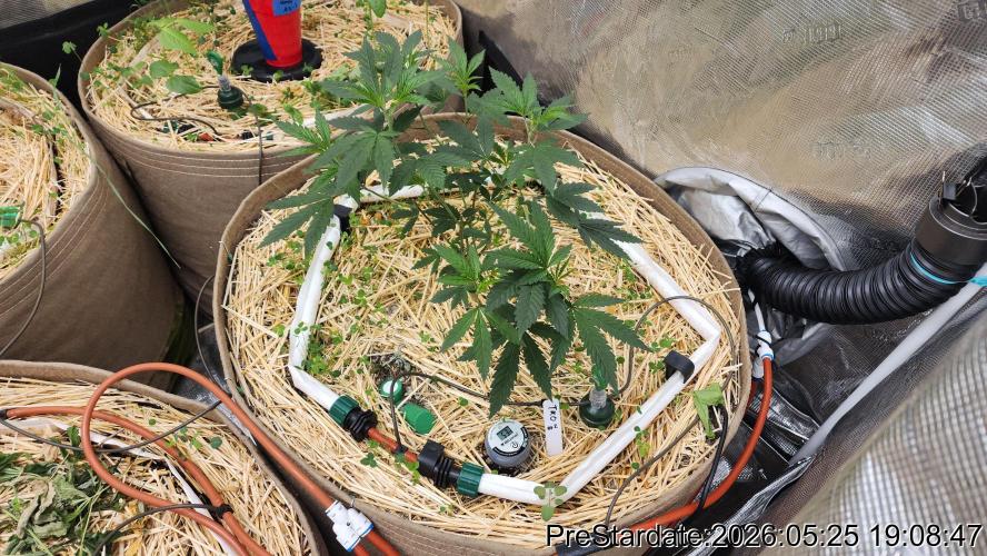 TKO x Heady OG BX1 – JLG | MDF. Week 3