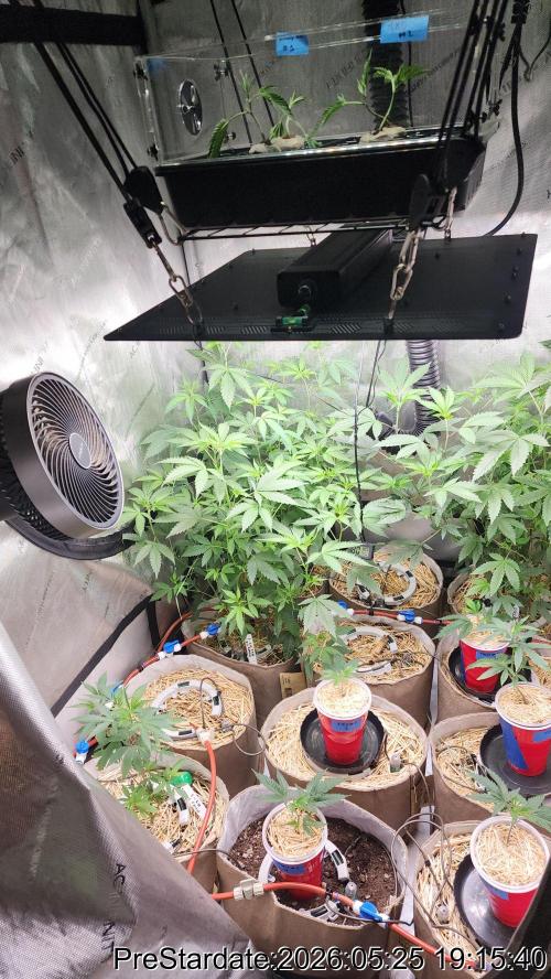 TKO x Heady OG BX1 – JLG | MDF. Week 3