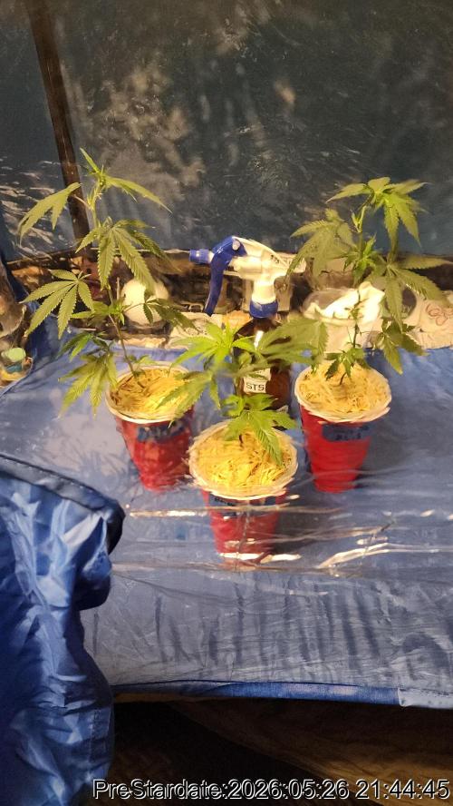 TKO x Heady OG BX1 – JLG | MDF. Week 3