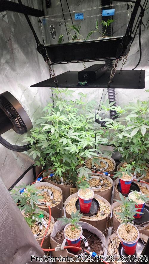 TKO x Heady OG BX1 – JLG | MDF. Week 3