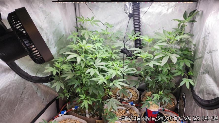 TKO x Heady OG BX1 – JLG | MDF. Week 3