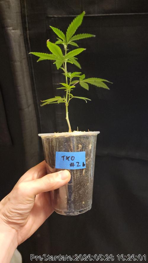 TKO x Heady OG BX1 – JLG | MDF. Week 3