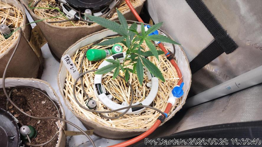TKO x Heady OG BX1 – JLG | MDF. Week 3