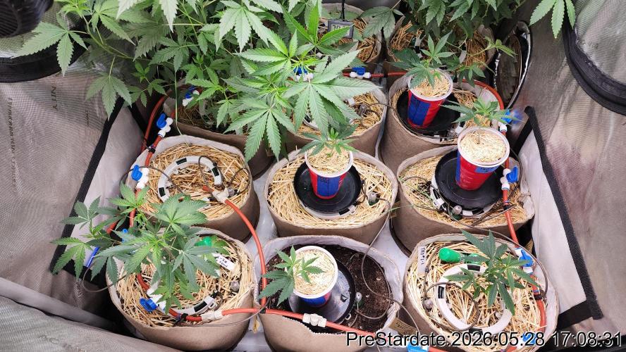TKO x Heady OG BX1 – JLG | MDF. Week 3