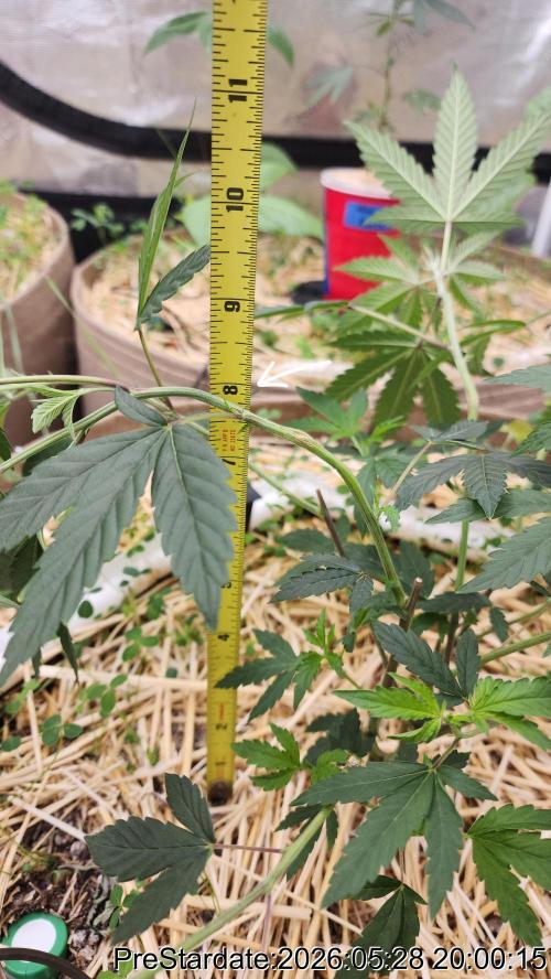 TKO x Heady OG BX1 – JLG | MDF. Week 3