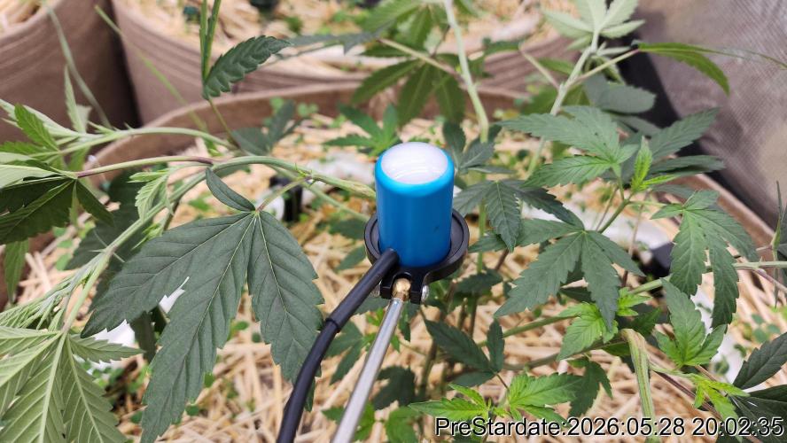 TKO x Heady OG BX1 – JLG | MDF. Week 3