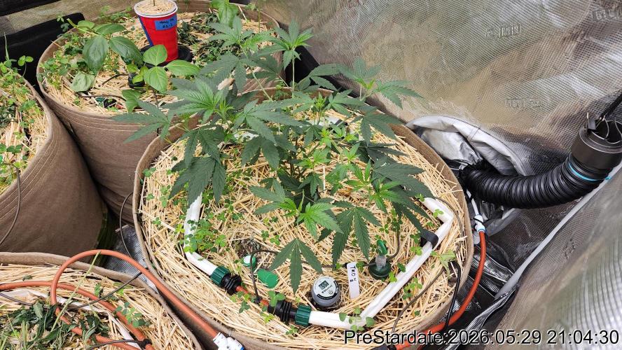 TKO x Heady OG BX1 – JLG | MDF. Week 3