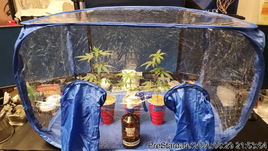 TKO x Heady OG BX1 – JLG | MDF. Week 3