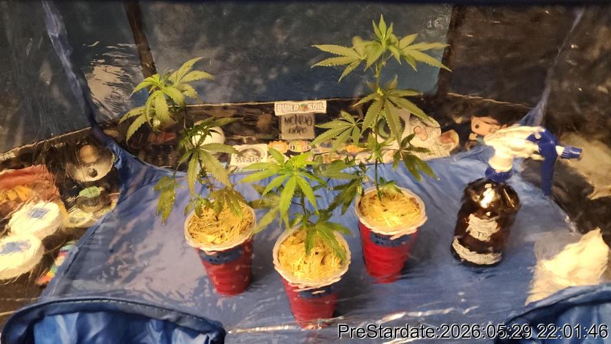 TKO x Heady OG BX1 – JLG | MDF. Week 3