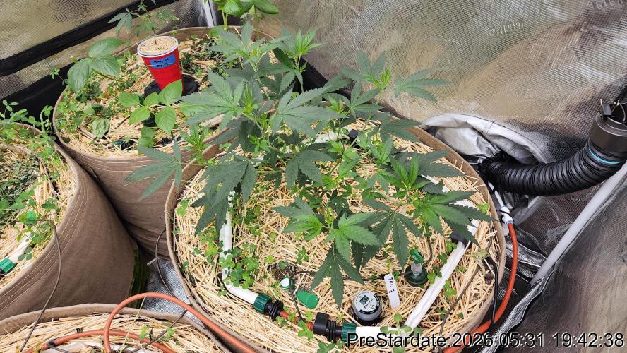TKO x Heady OG BX1 – JLG | MDF. Week 3