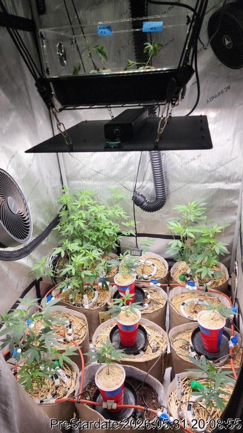 TKO x Heady OG BX1 – JLG | MDF. Week 3