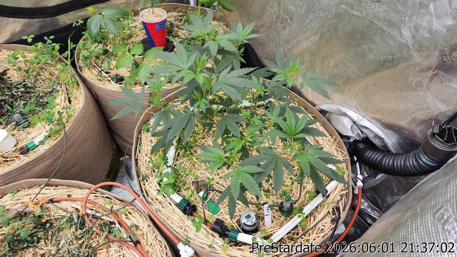 TKO x Heady OG BX1 – JLG | MDF. Week 4