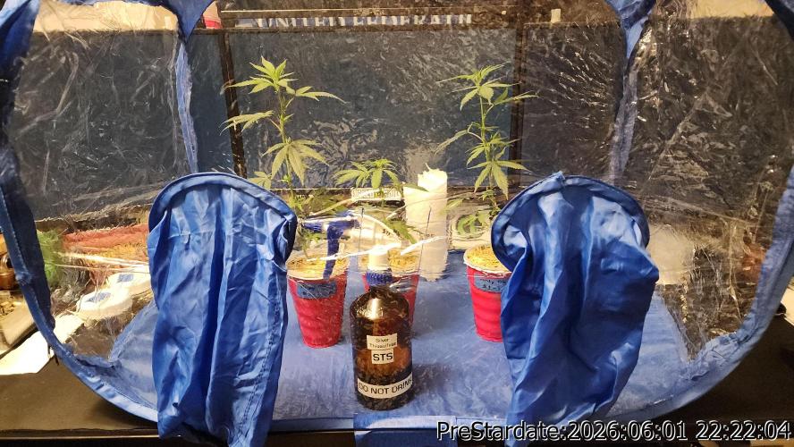 TKO x Heady OG BX1 – JLG | MDF. Week 4