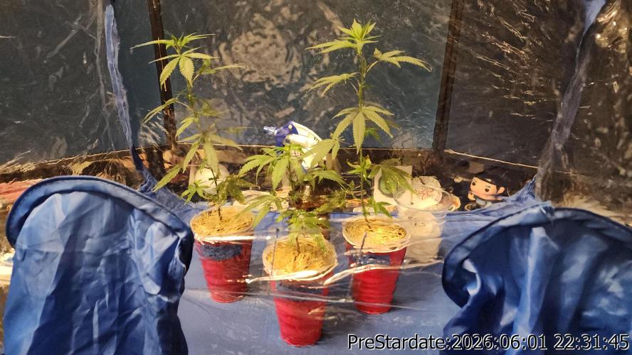 TKO x Heady OG BX1 – JLG | MDF. Week 4