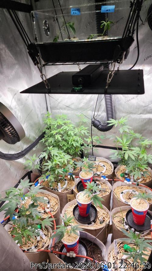 TKO x Heady OG BX1 – JLG | MDF. Week 4
