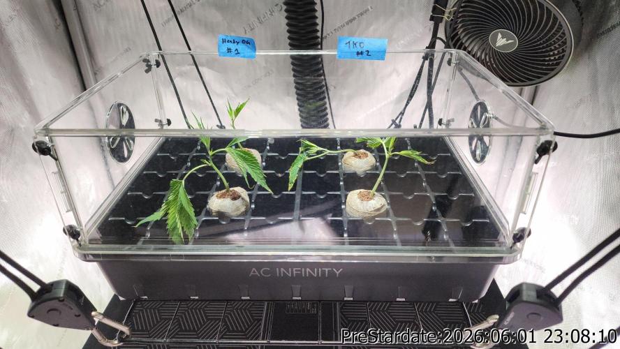 TKO x Heady OG BX1 – JLG | MDF. Week 4