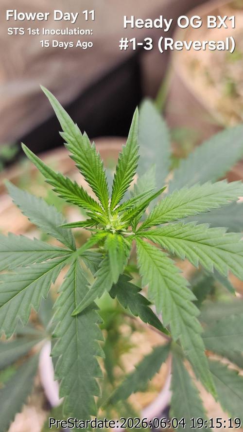 TKO x Heady OG BX1 – JLG | MDF. Week 4