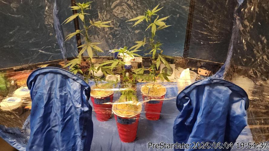 TKO x Heady OG BX1 – JLG | MDF. Week 4