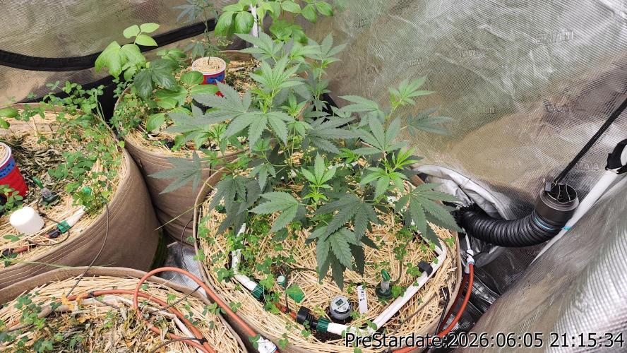TKO x Heady OG BX1 – JLG | MDF. Week 4