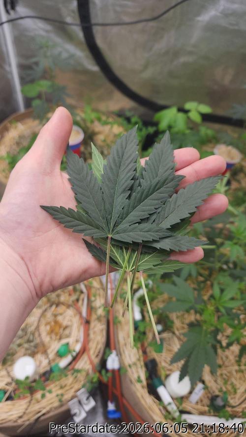 TKO x Heady OG BX1 – JLG | MDF. Week 4