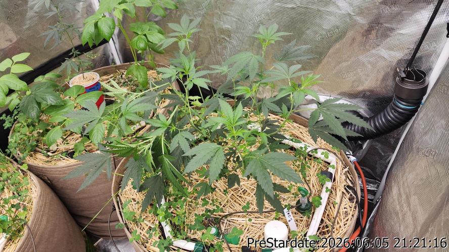 TKO x Heady OG BX1 – JLG | MDF. Week 4