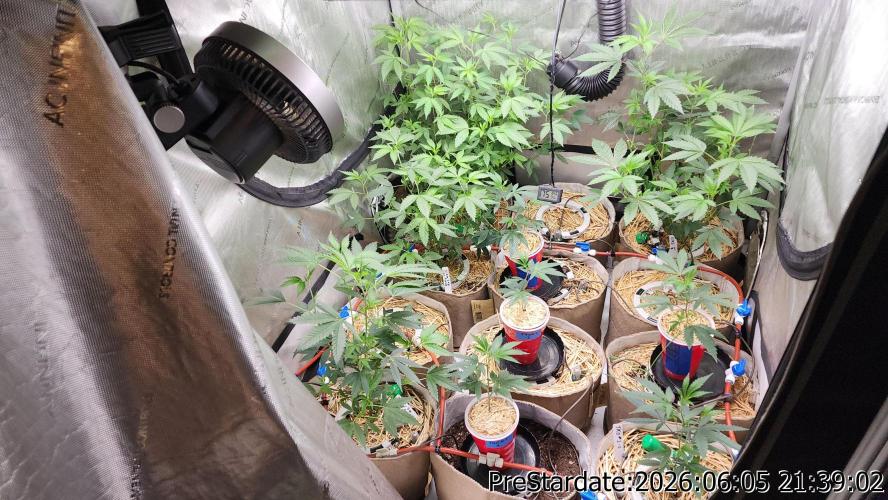 TKO x Heady OG BX1 – JLG | MDF. Week 4