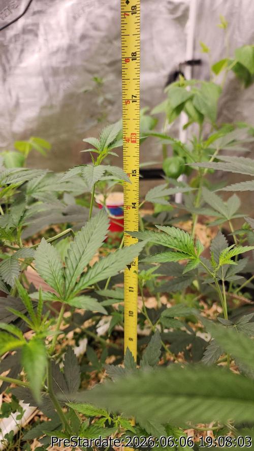 TKO x Heady OG BX1 – JLG | MDF. Week 4