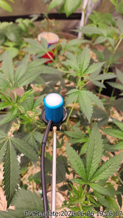 TKO x Heady OG BX1 – JLG | MDF. Week 4