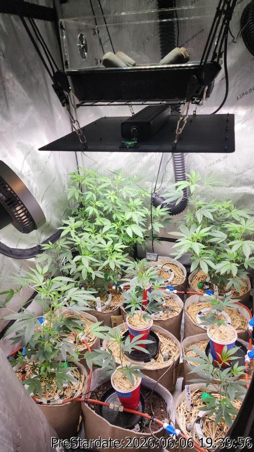 TKO x Heady OG BX1 – JLG | MDF. Week 4