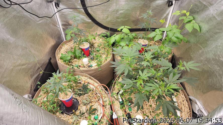 TKO x Heady OG BX1 – JLG | MDF. Week 4