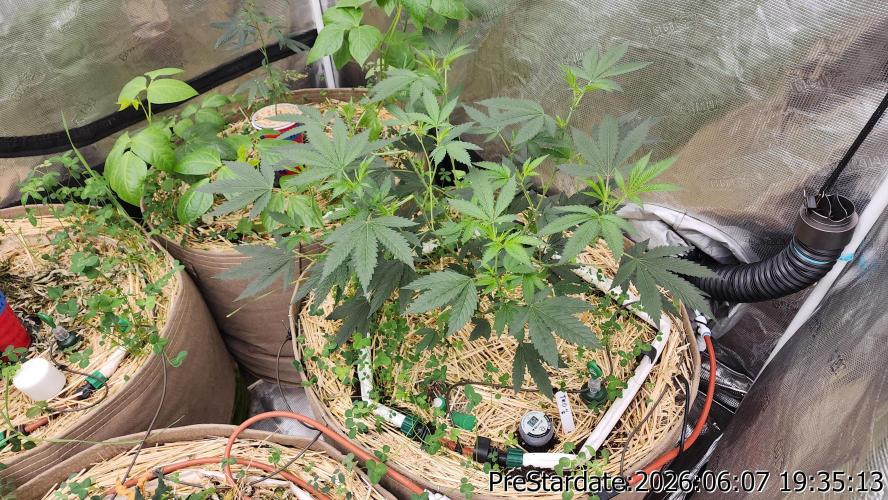 TKO x Heady OG BX1 – JLG | MDF. Week 4