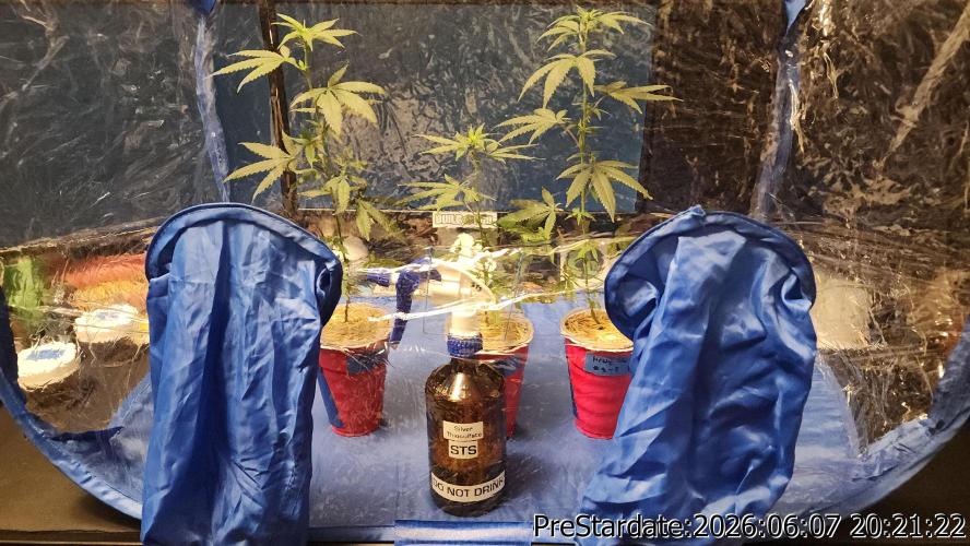 TKO x Heady OG BX1 – JLG | MDF. Week 4