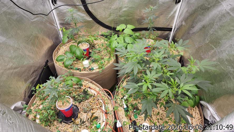 TKO x Heady OG BX1 – JLG | MDF. Week 5