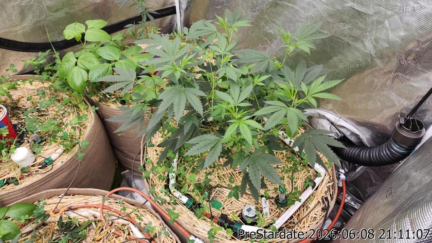 TKO x Heady OG BX1 – JLG | MDF. Week 5