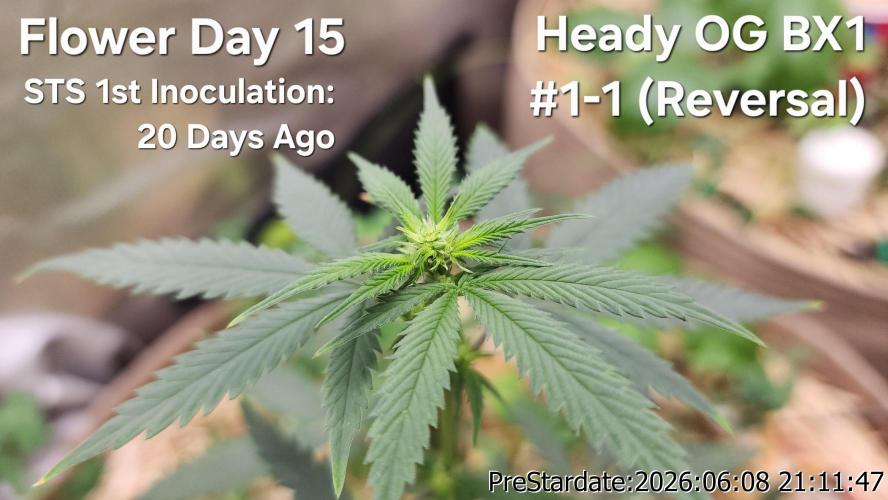 TKO x Heady OG BX1 – JLG | MDF. Week 5