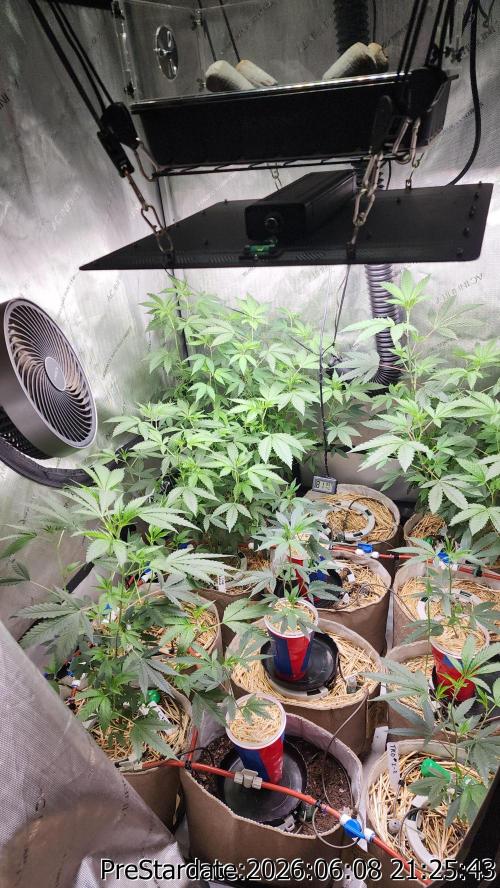 TKO x Heady OG BX1 – JLG | MDF. Week 5