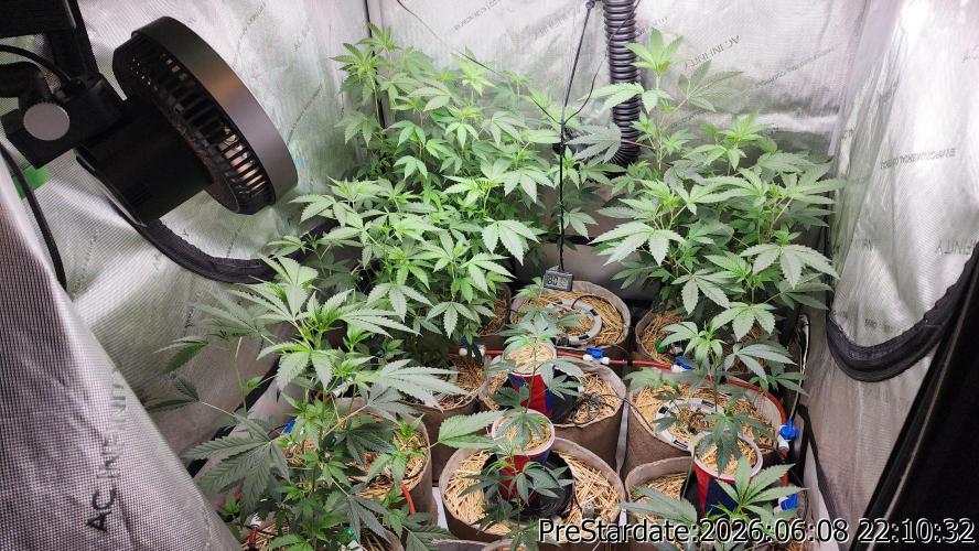 TKO x Heady OG BX1 – JLG | MDF. Week 5