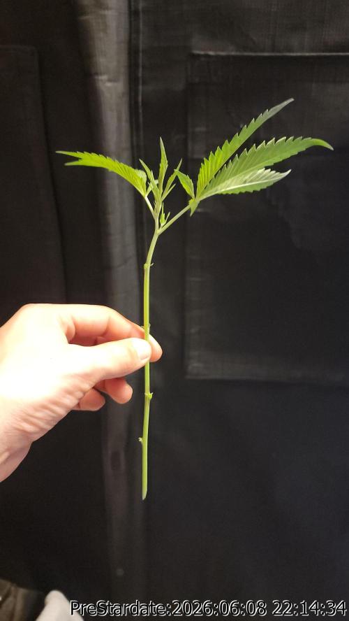 TKO x Heady OG BX1 – JLG | MDF. Week 5