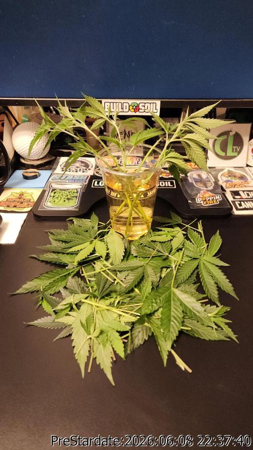 TKO x Heady OG BX1 – JLG | MDF. Week 5