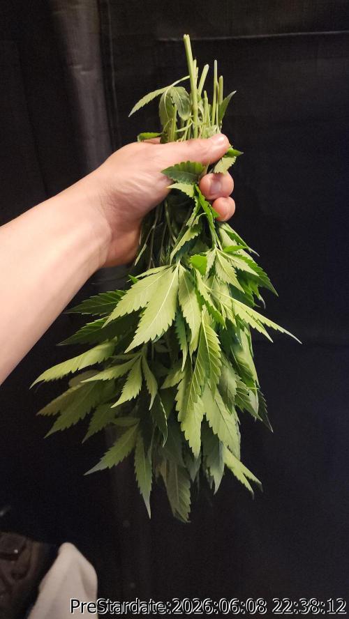 TKO x Heady OG BX1 – JLG | MDF. Week 5