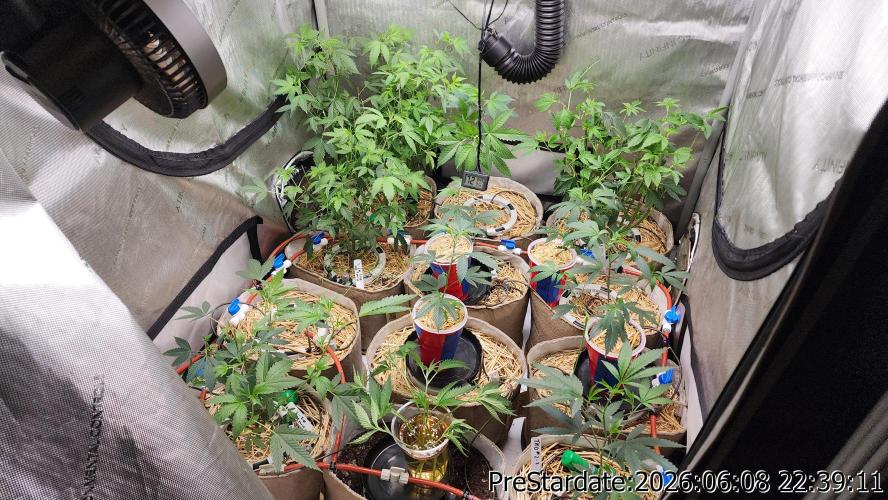 TKO x Heady OG BX1 – JLG | MDF. Week 5