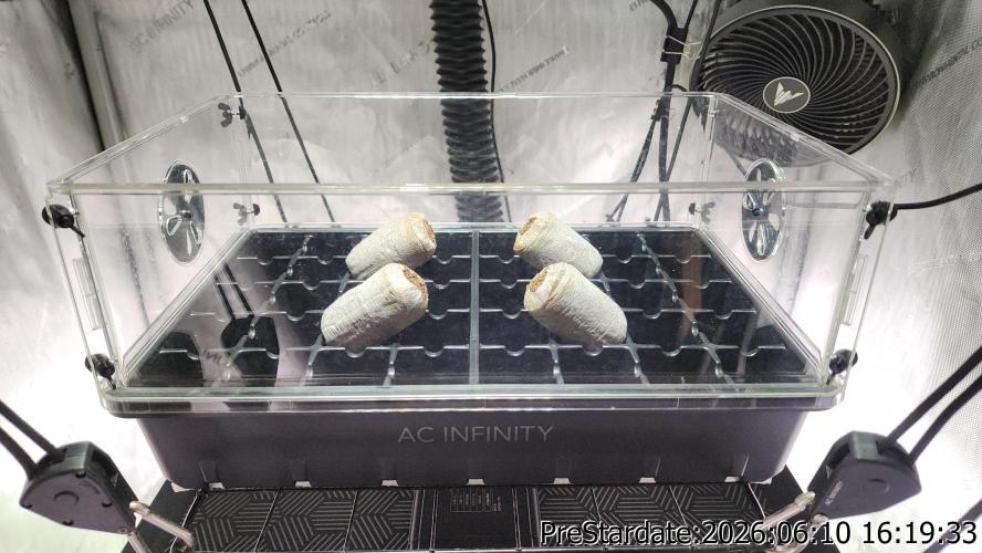 TKO x Heady OG BX1 – JLG | MDF. Week 5
